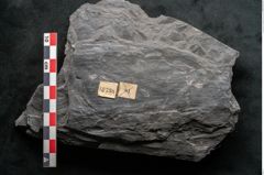 Foto (Detailansicht) von Noeggerathia palmaeformis Goeppert (NHMW-GEO-2024-0188-10738)